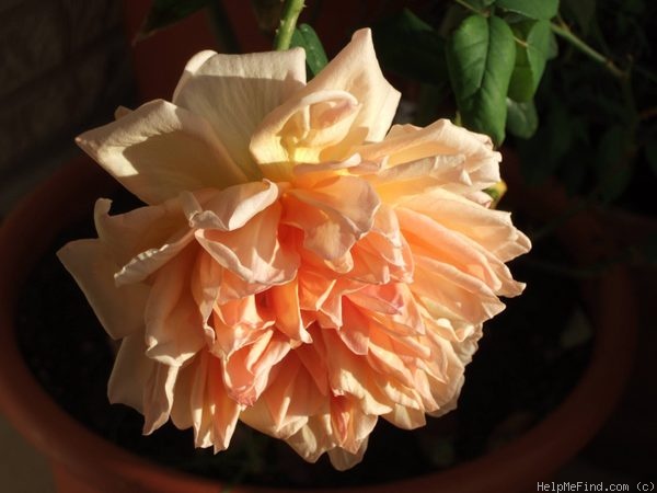 'Clementina Carbonieri (Tea, Lodi, 1913)' rose photo