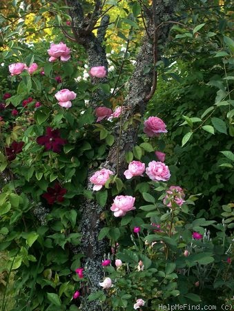 'Constance Spry' rose photo
