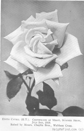 'Edith Cavell (hybrid tea, Chaplin Bros., 1918)' rose photo