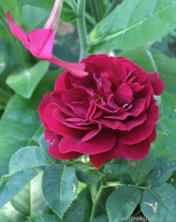 'Dr. Jamain' rose photo