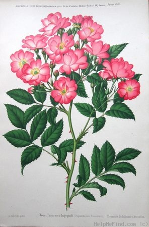 'Francesco Ingegnoli (polyantha, Bernaix, 1888)' rose photo