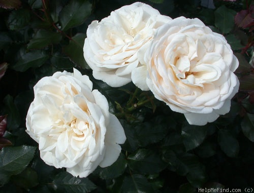 'Dietrich Woessner' rose photo