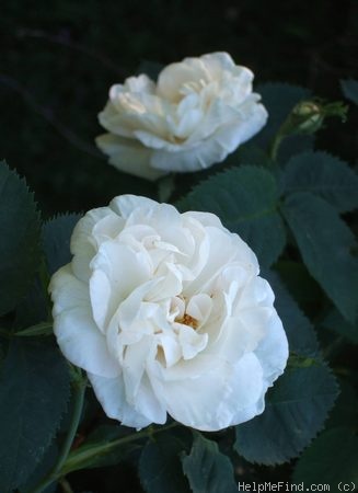 'Maxima (alba, Unknown before 1500)' rose photo