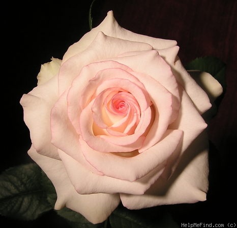 'Moonstone ™ (Hybrid Tea, Carruth 1998)' rose photo