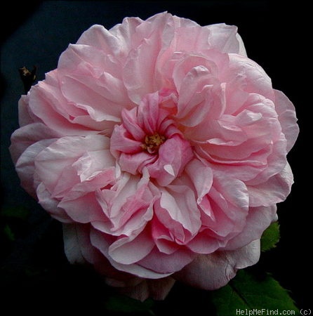 'Marquise Spinola ®' rose photo