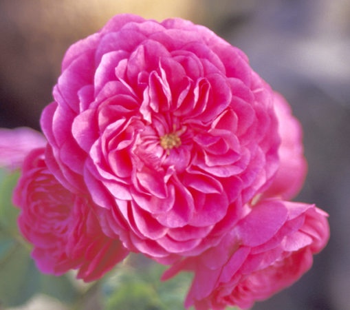 'Rosenprinzessin (polyantha, Hetzel, 1993)' rose photo