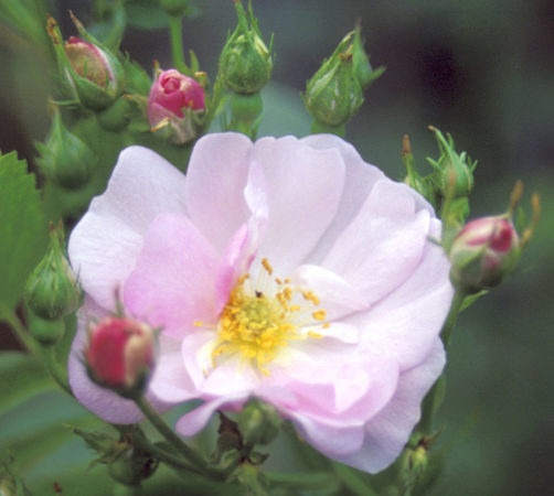 '<I>Rosa majalis multiflora</i>' rose photo