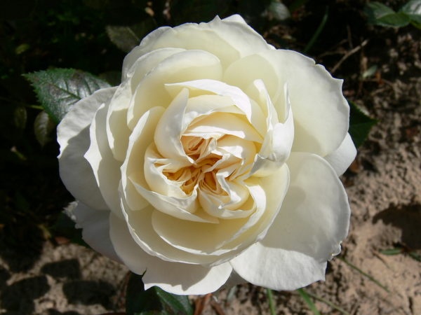 'Mon Jardin & Ma Maison ®' rose photo
