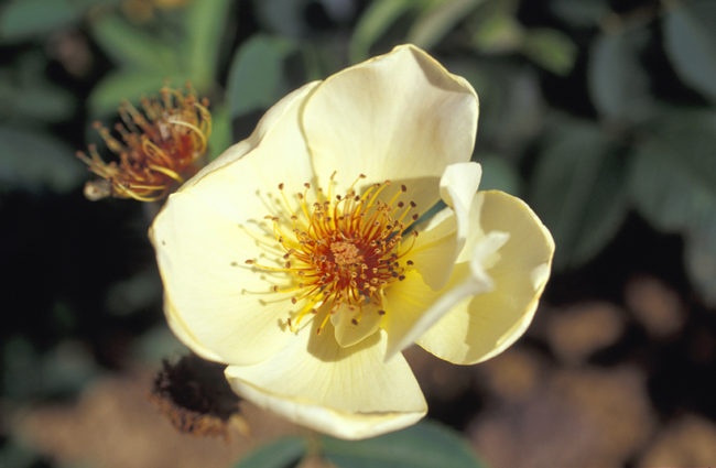 'Golden Wings (Shrub, Shepherd 1954)' rose photo