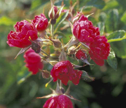 'Grootendorst Supreme' rose photo