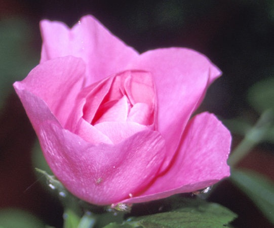'Hokkaido' rose photo