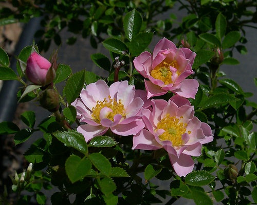'Nozomi's Child' rose photo