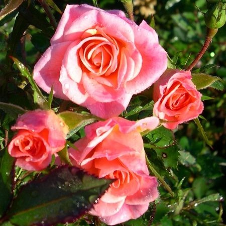 'Pride Of Tryon' rose photo