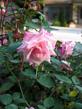 'Madame Camille' rose photo