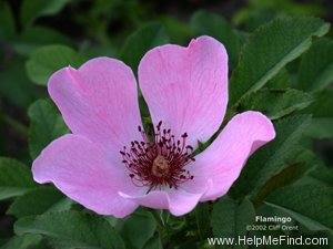 'Flamingo (hybrid rugosa, Howard, 1956)' rose, click to enlarge 'Flamingo (hybrid rugosa, Howard, 1956)' rose photo
