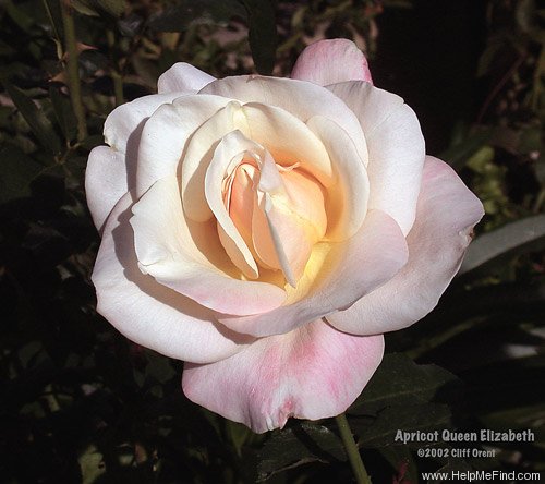 'Apricot Queen Elizabeth' rose photo