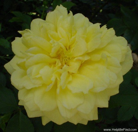 'Polly Sunshine' rose photo