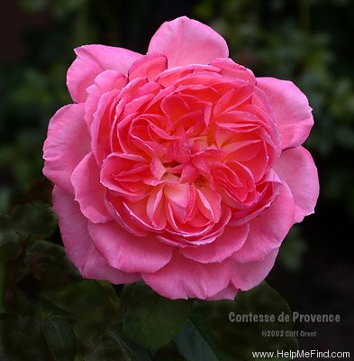 'Comtesse de Provence' rose photo