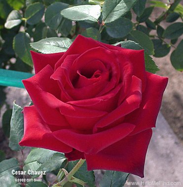 'Cesar E. Chavez ™' rose photo