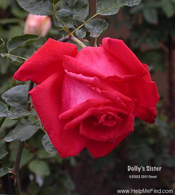 'Dolly's Sister (grandiflora, Williams, 2000)' rose photo