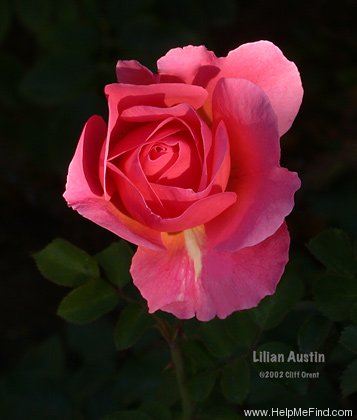 'Lilian Austin' rose photo