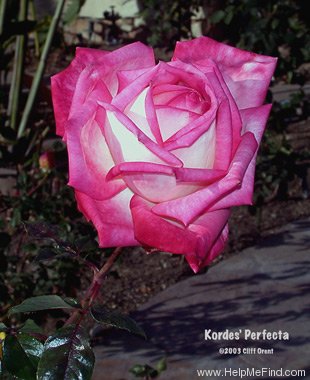 'Perfecta (hybrid tea, Kordes, 1957)' rose photo