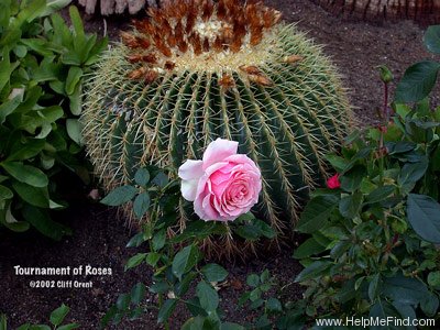 'Tournament of Roses' rose photo