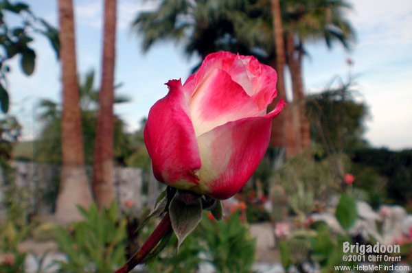 'Brigadoon ™' rose photo