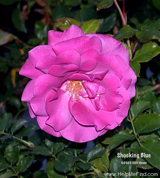 'Shocking Blue ® (Floribunda, Kordes, 1974)' rose photo