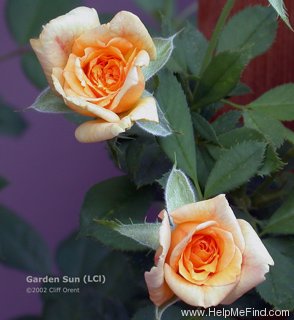 'Garden Sun' rose photo