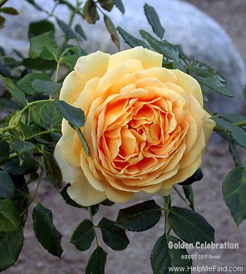 'Golden Celebration ™' rose photo