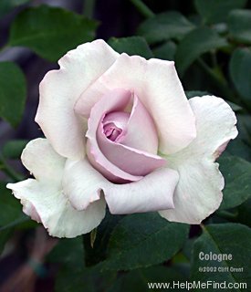 'Cologne (grandiflora, McGredy, 1988)' rose photo