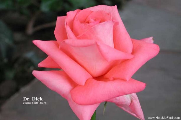 'Dr. Dick' rose photo