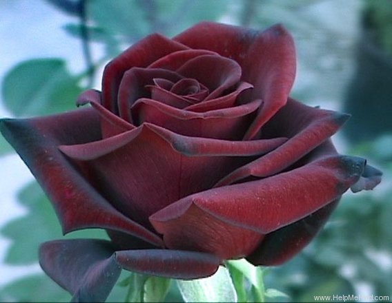 'Black Magic ®' Rose