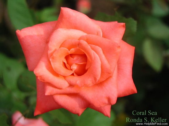 'Coral Sea ™ (hybrid tea, Zary, 1999)' rose photo