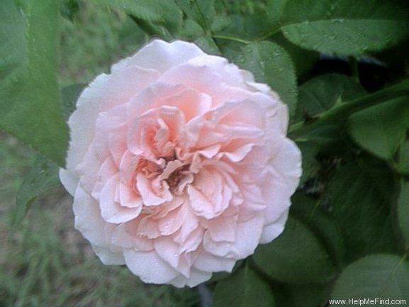 'English Sachet ™' rose photo