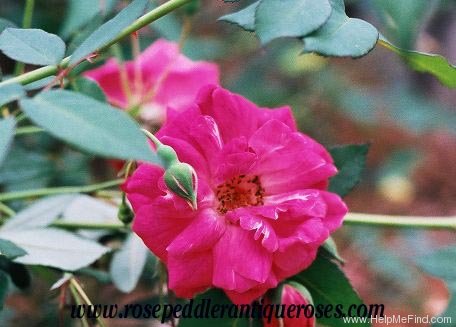 'Fellenberg' rose photo