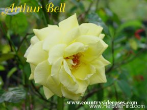 'Arthur Bell (Floribunda, McGredy, 1959)' rose photo