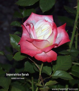 'Impératrice Farah ®' rose photo