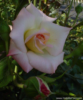 'Little Darling' rose photo