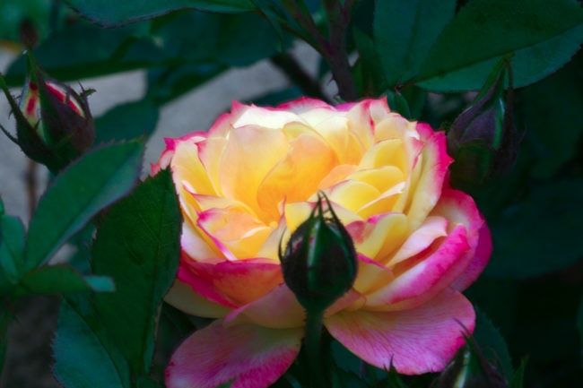 'Chameleon Rose (shrub, Welsh)' rose photo