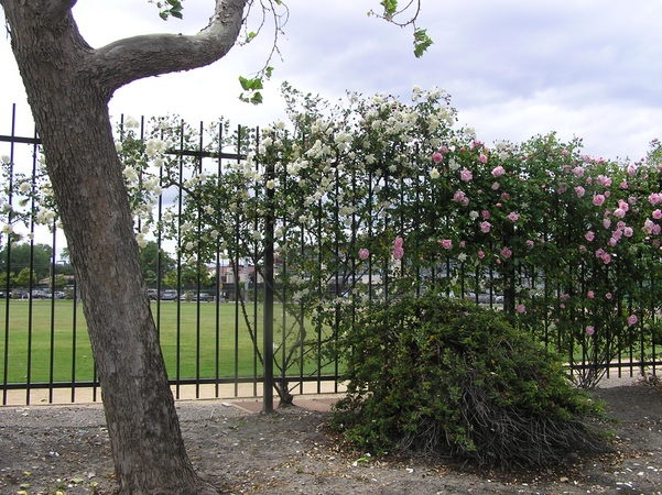 'Santa Clara University One-Half Mile Climbing Rose Fence'  photo
