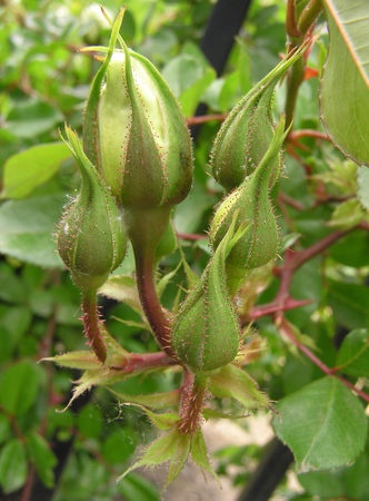 'Santa Clara University One-Half Mile Climbing Rose Fence'  photo