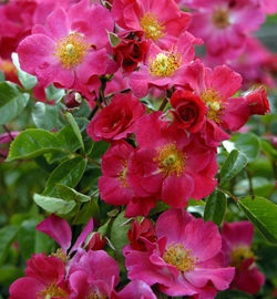 'Wild Thing (shrub, Zary 2007)' rose photo