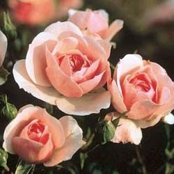 'Bonica ® (shrub, Mouchotte/Meilland, 1982)' rose photo