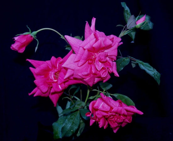 'Lady Ann Kidwell (Polyantha, Krebs, 1948)' rose photo