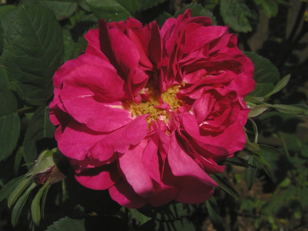 'Mander's Nutkana # 1' rose photo