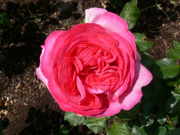 'Walzertraum® (hybrid tea, Evers/Tantau, 2003)' rose photo