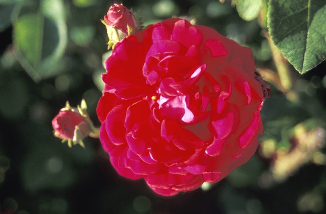 '<i>Rosa gallica</i> var. <i>conditorum</i> Dieck' rose photo