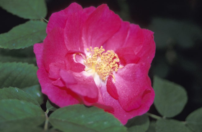 '<i>Rosa gallica</i> L.' rose photo